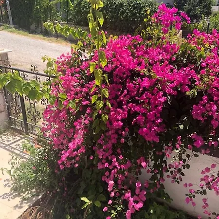 Kusadasi Forest View Entire House-2